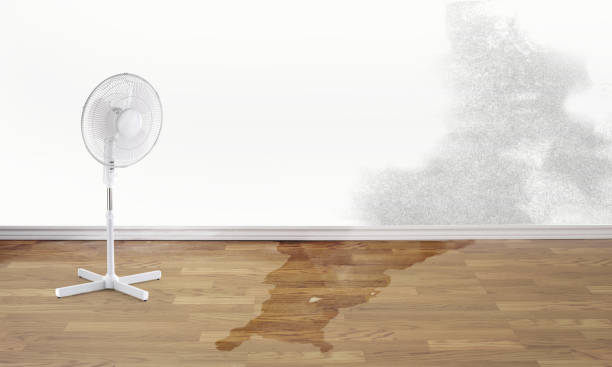 Best Mold removal after water damage  in Midwest City, OK